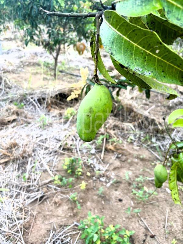 Agricultural Land for Sale in Monaragala