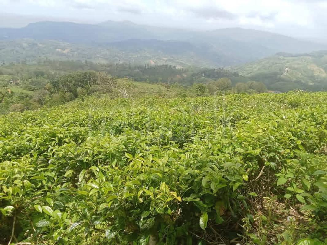 Agricultural Land for Sale in Adampan