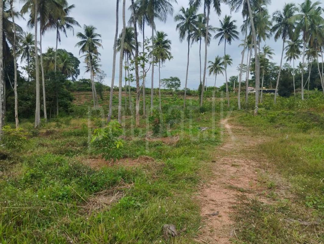 Agricultural Land for Sale in Kurunegala