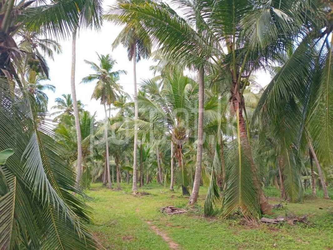 Agricultural Land for Sale in Dambadeniya