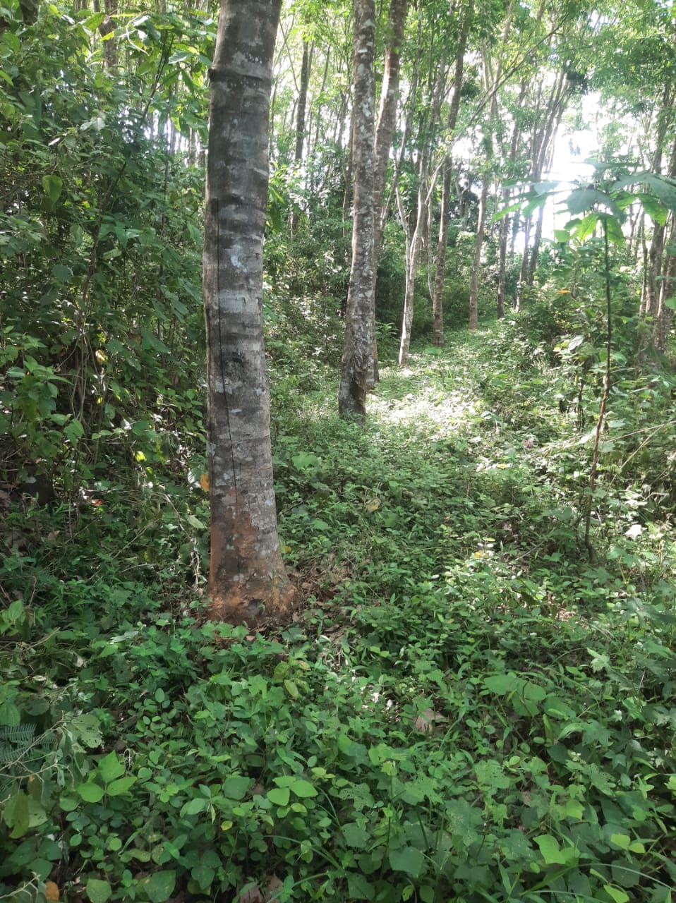 Agricultural Land for Sale in Hakmana