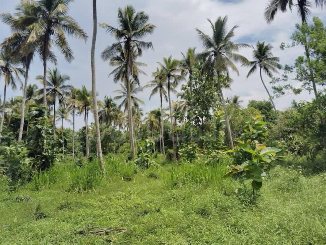 Residential Land for Sale in Narammala