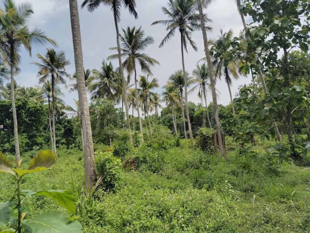 Agricultural Land for Sale in Narammala
