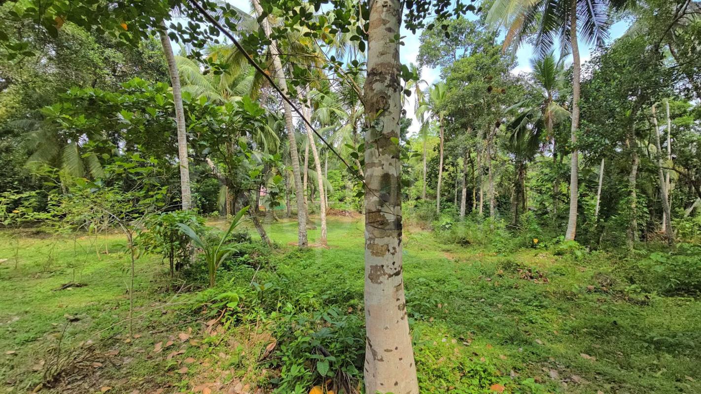Commercial Land for Sale in Unawatuna ads-image-1