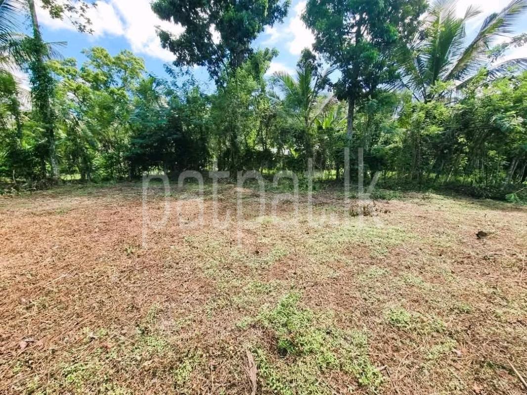 Agricultural Land for Sale in Pamunugama
