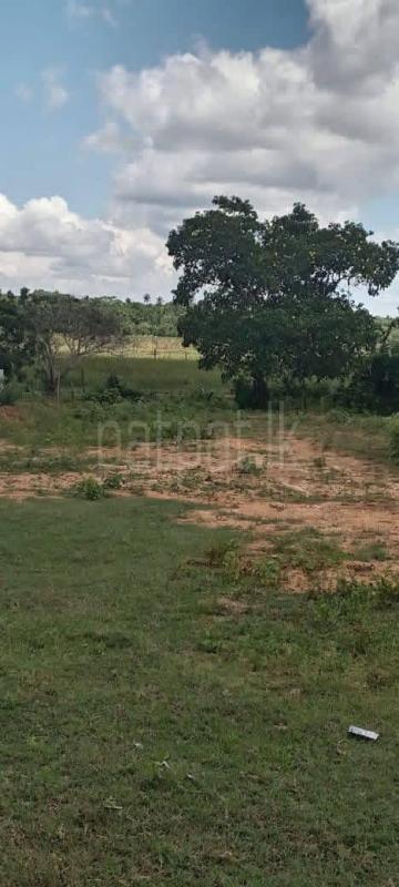 Agricultural Land for Sale in Ambalangoda ads-image-1