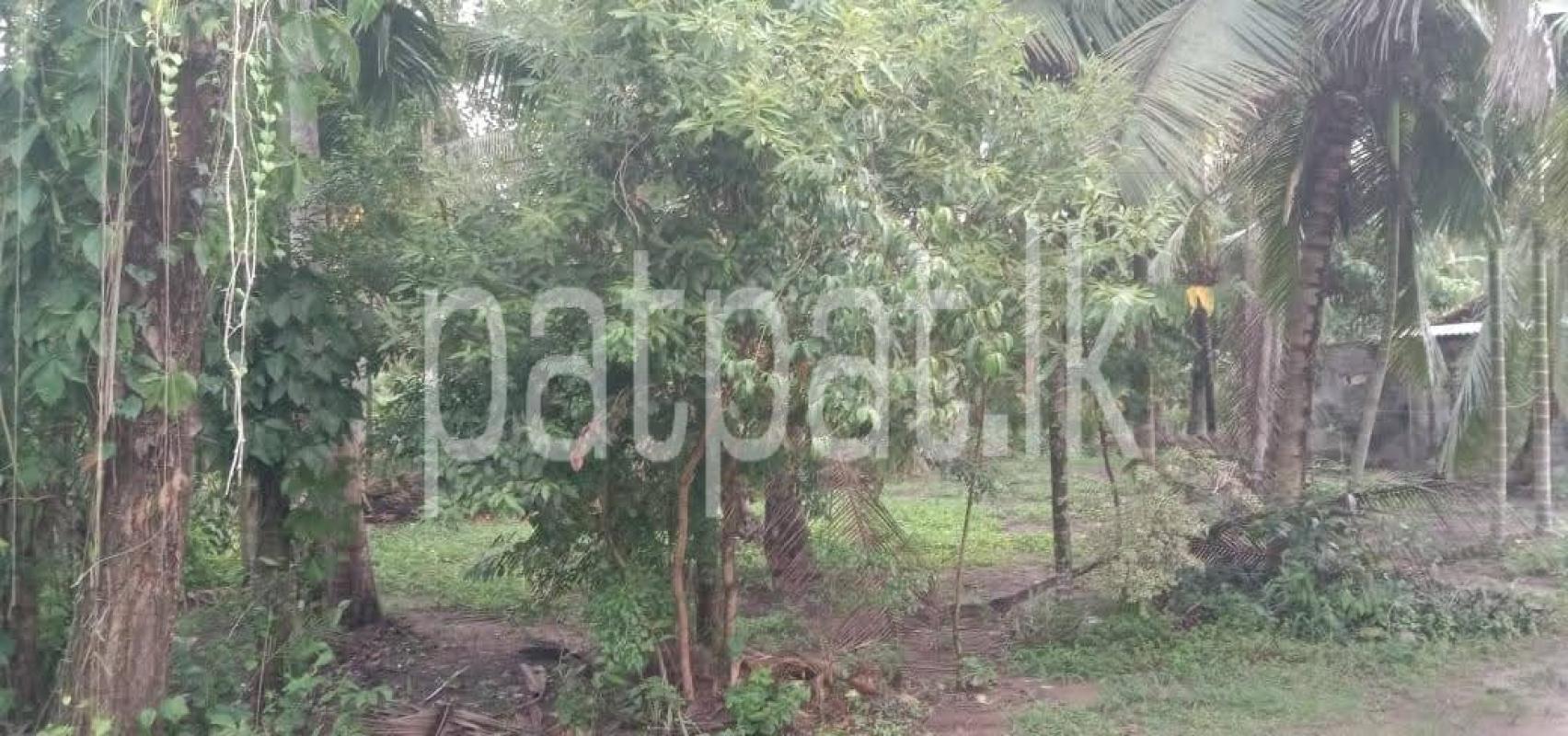 Commercial Land for Sale in Divulapitiya