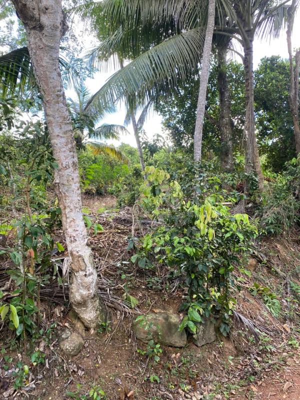 Land for sale ranna