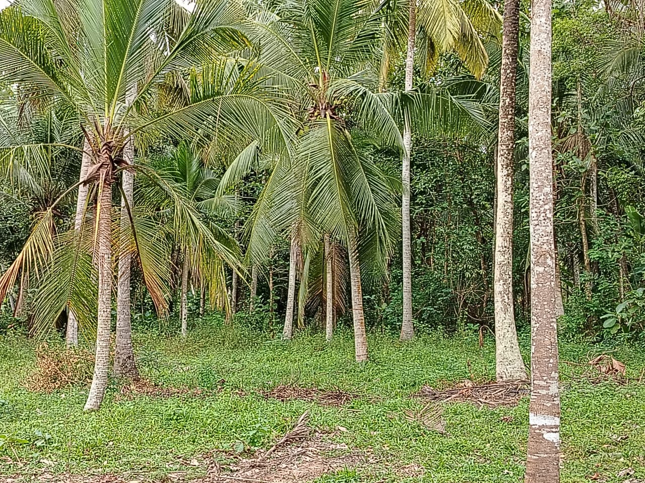 Residential Land for Sale in Dankotuwa