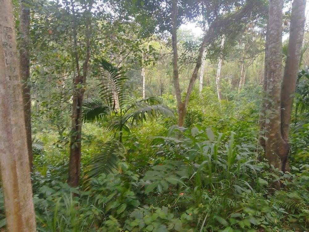 Residential Land for Sale in Gampola ads-image-1