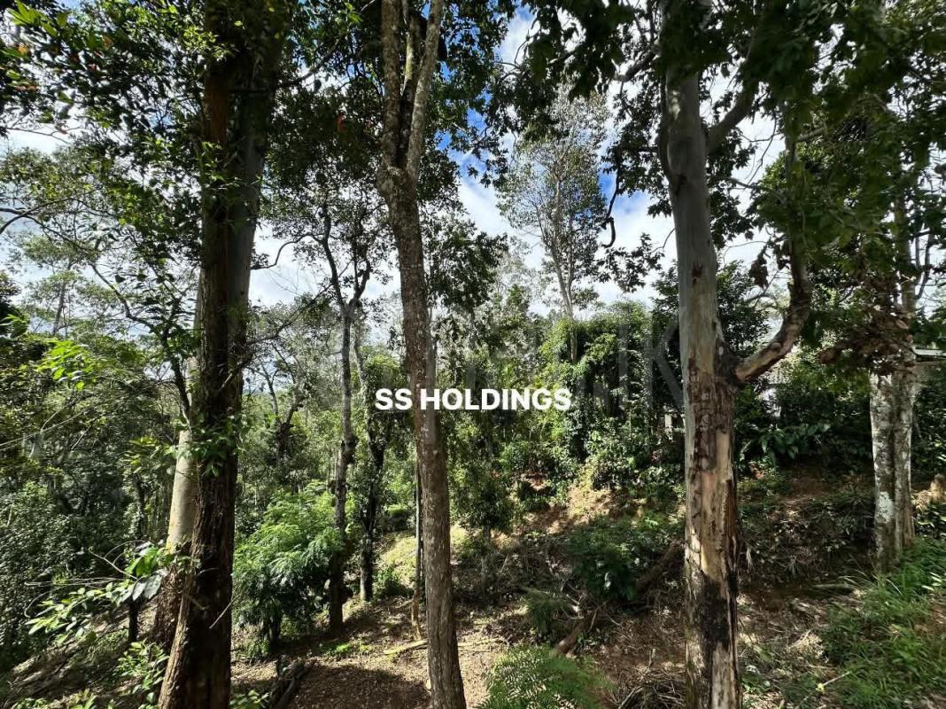 Commercial Land for Sale in Nuwara Eliya