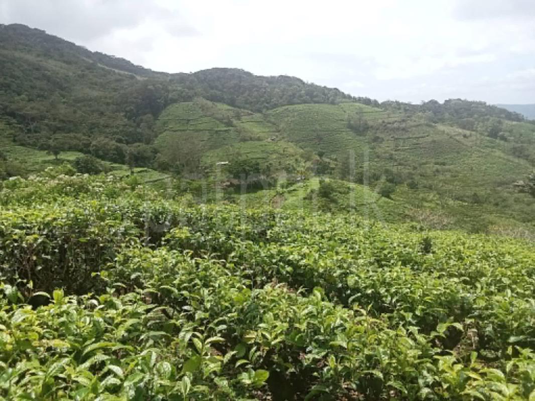 Agricultural Land for Sale in Adampan