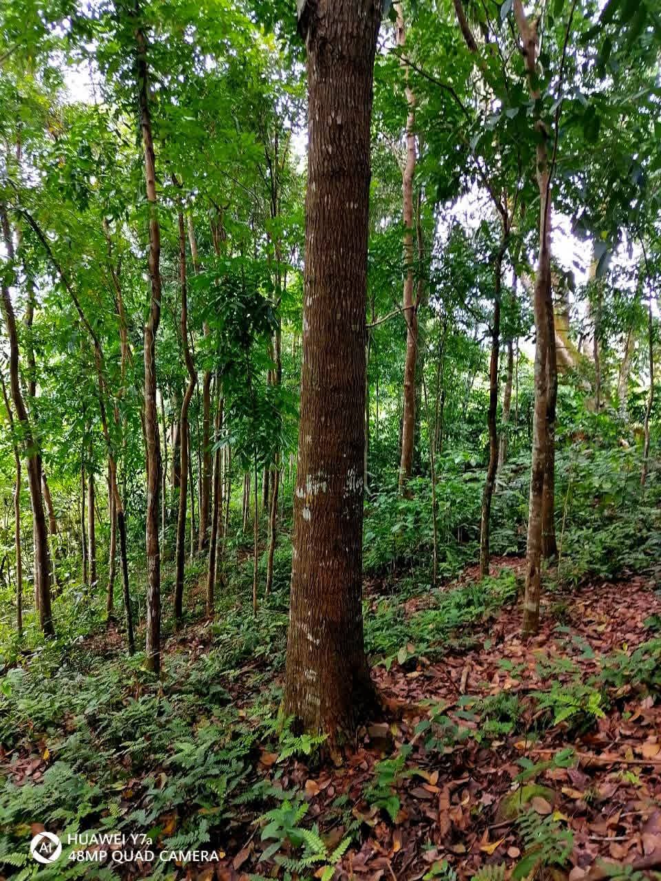 Agricultural Land for Sale in Kitulgala