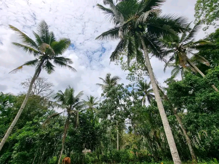 Commercial Land for Sale in Minuwangoda