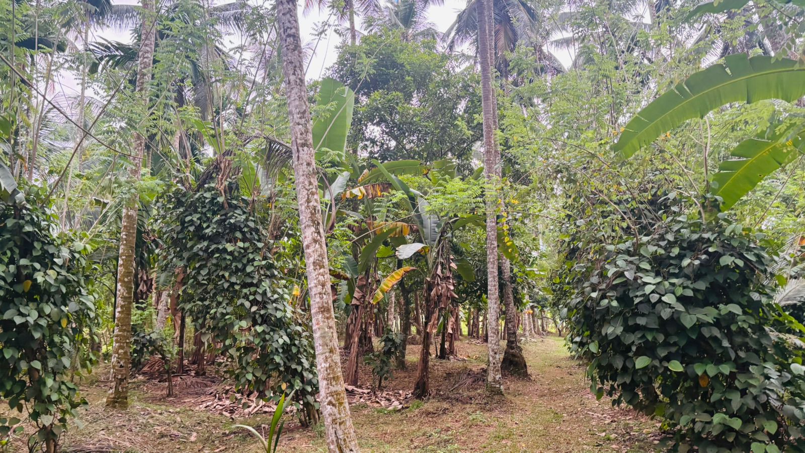 Residential Land for Sale in Weliveriya