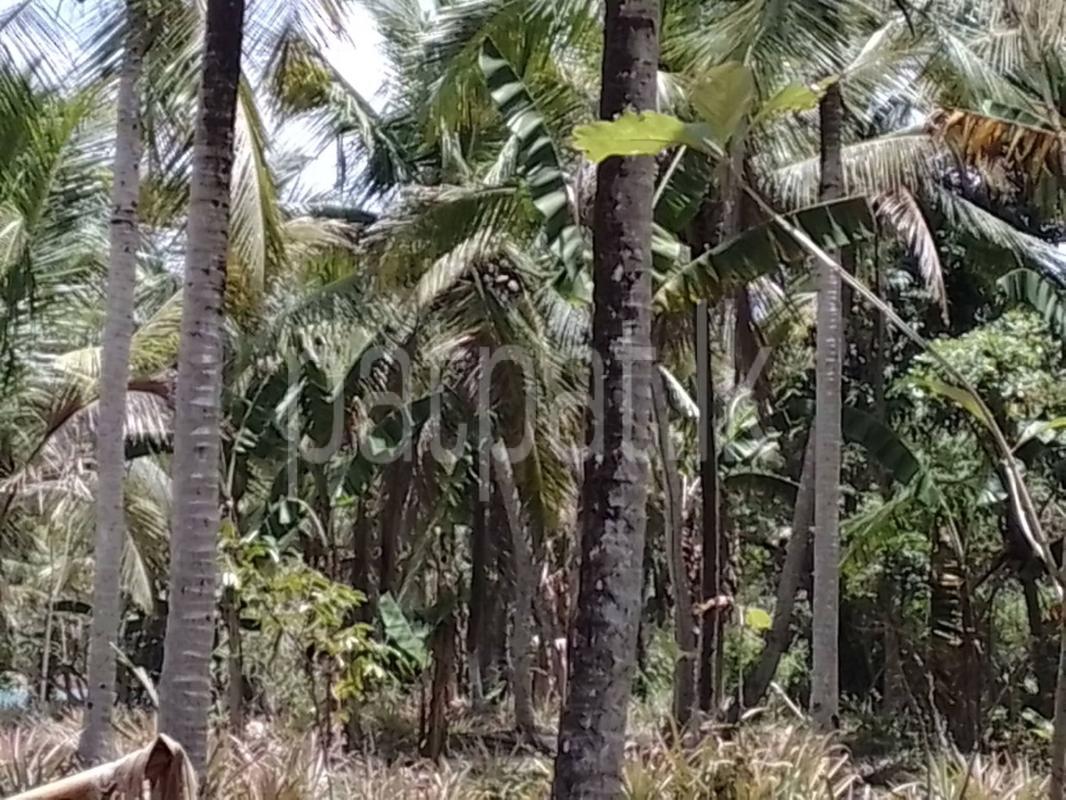 Agricultural Land for Sale in Pannala
