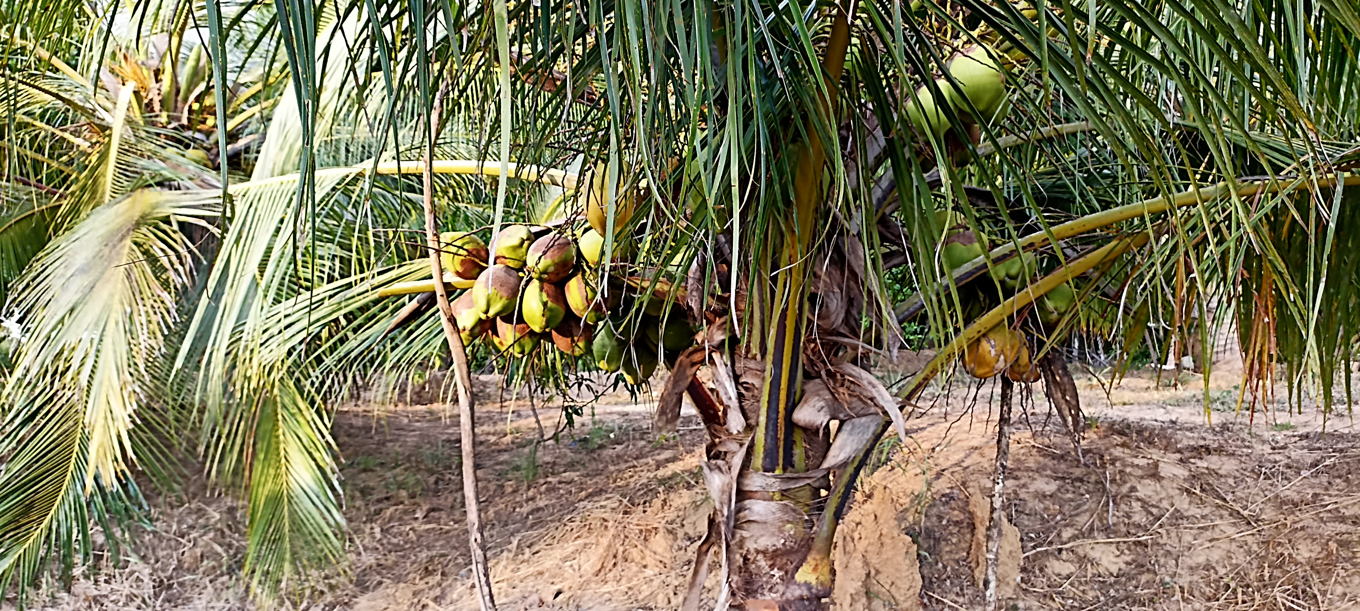 Agricultural Land for Sale in Puttalam