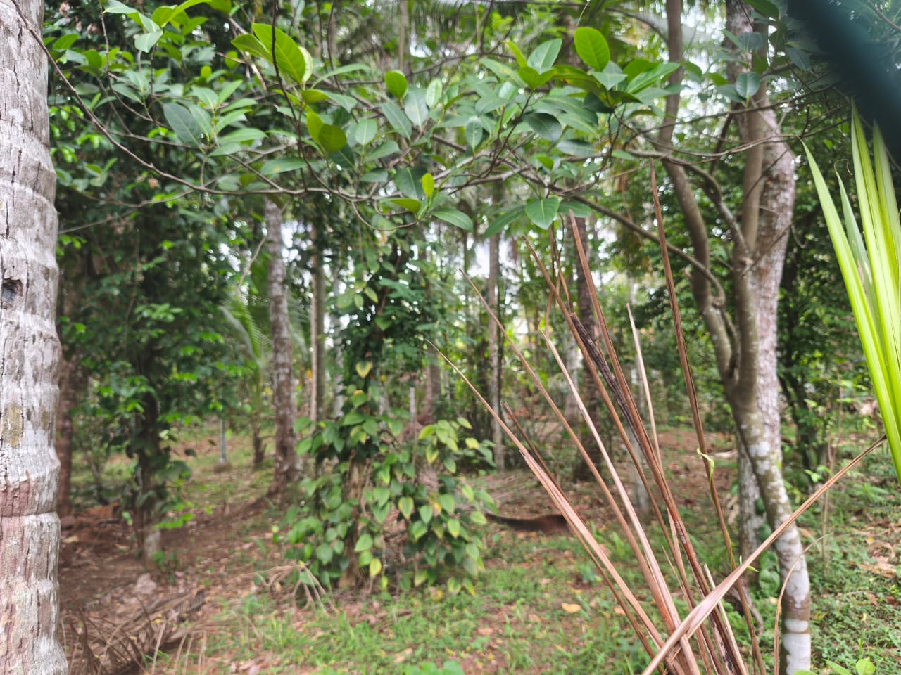 Residential Land for Sale in Kadawatha