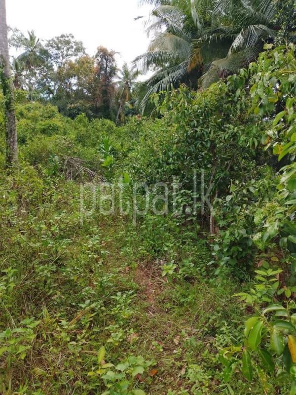 Agricultural Land for Sale in Hakmana ads-image-1