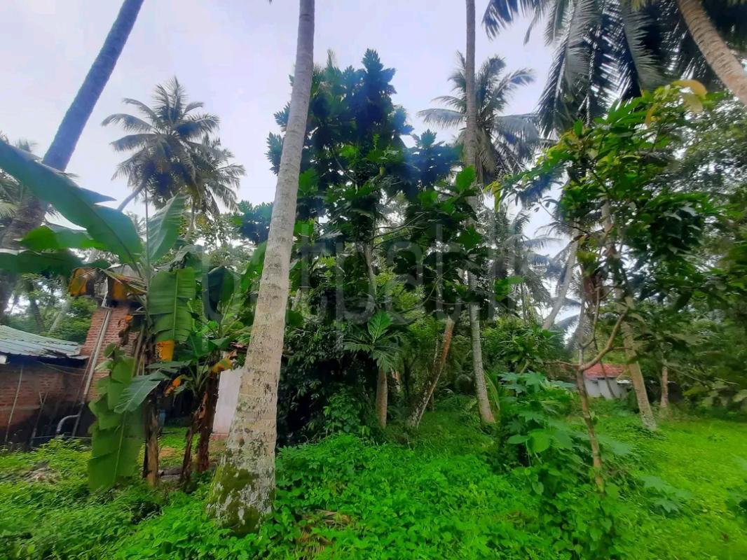 Agricultural Land for Sale in Kalawana