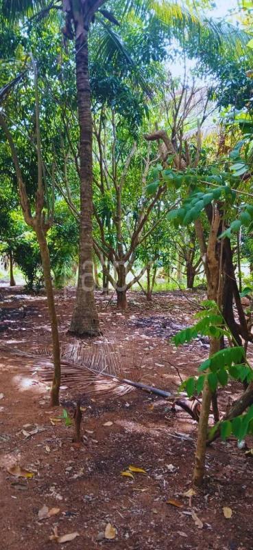 Agricultural Land for Sale in Kataragama