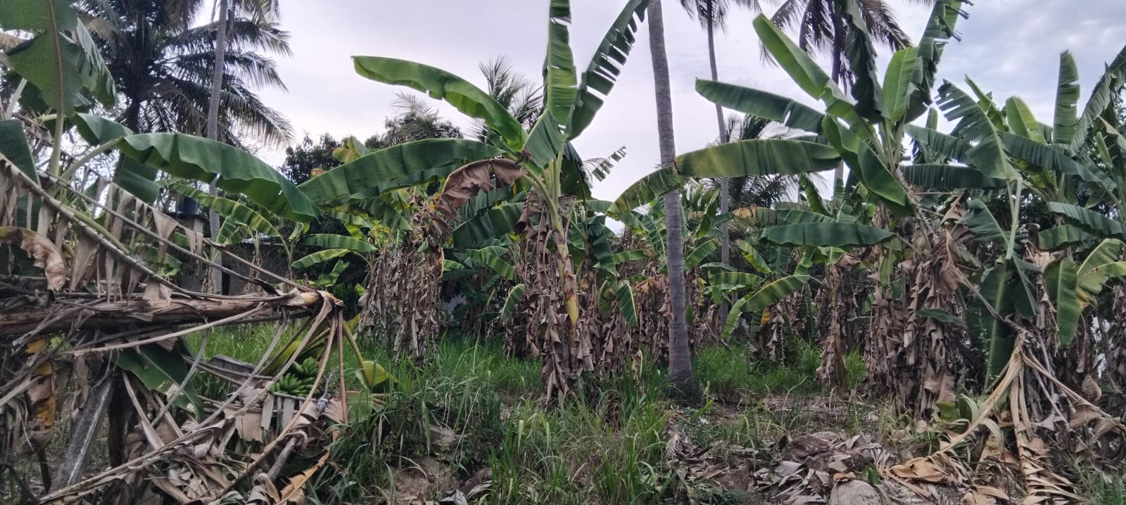 Residential Land for Sale in Katupota