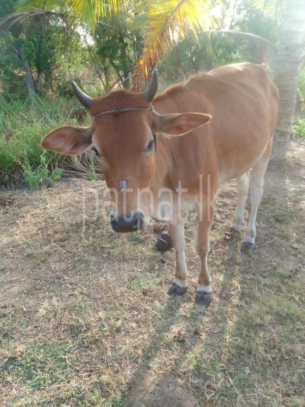 Advertisement image 3