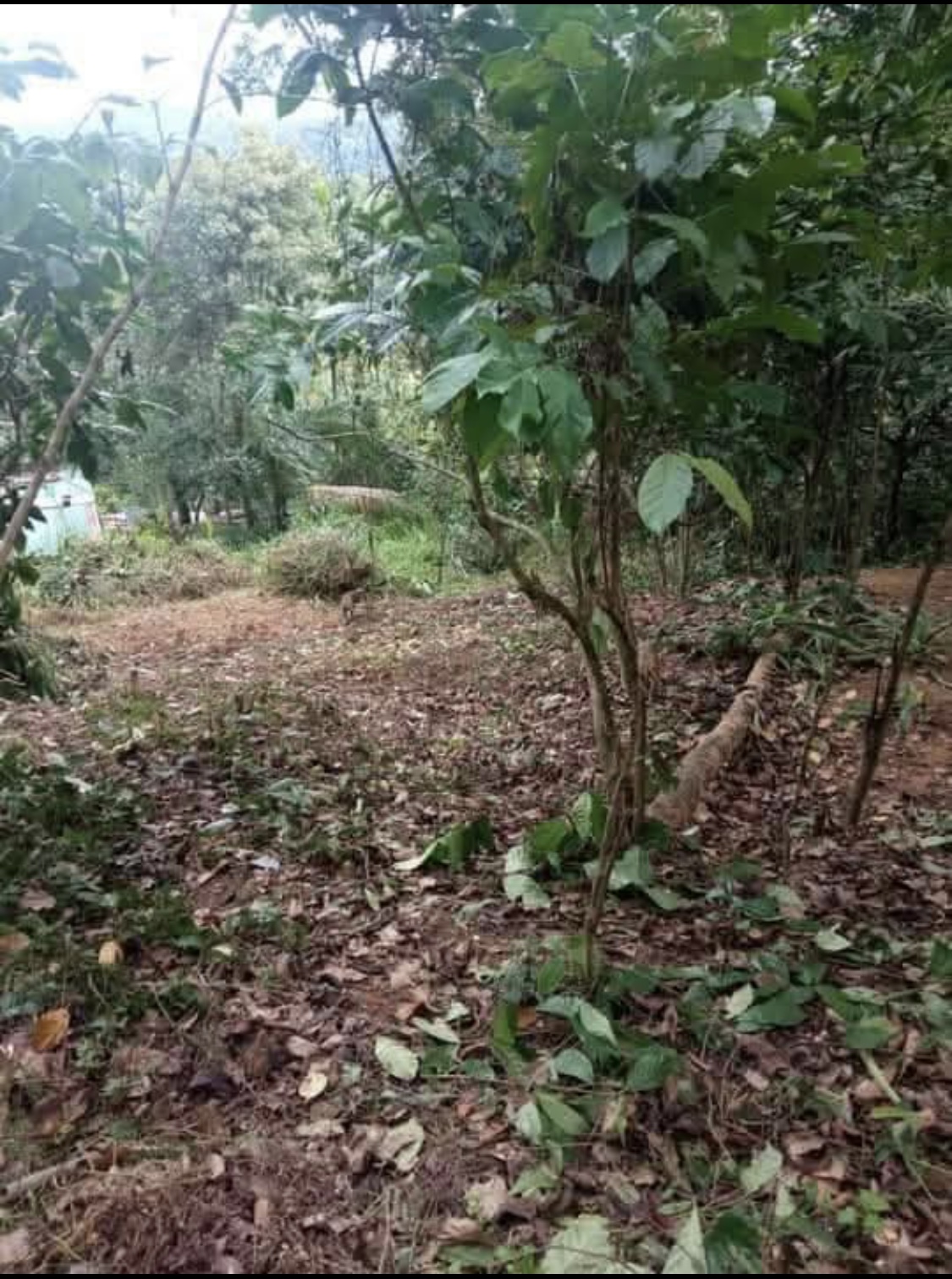 Agricultural Land for Sale in Kundasale