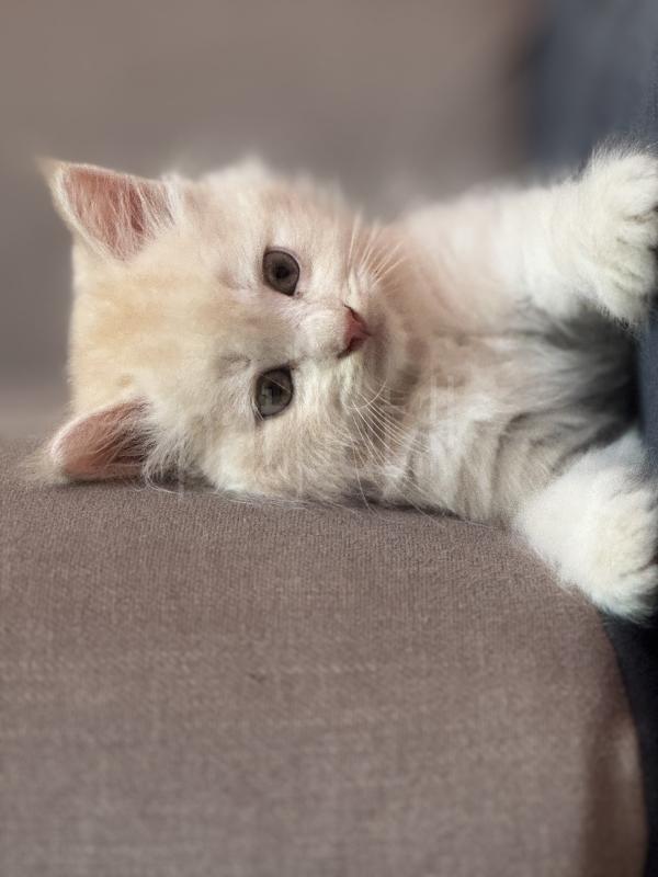 Persian cat
