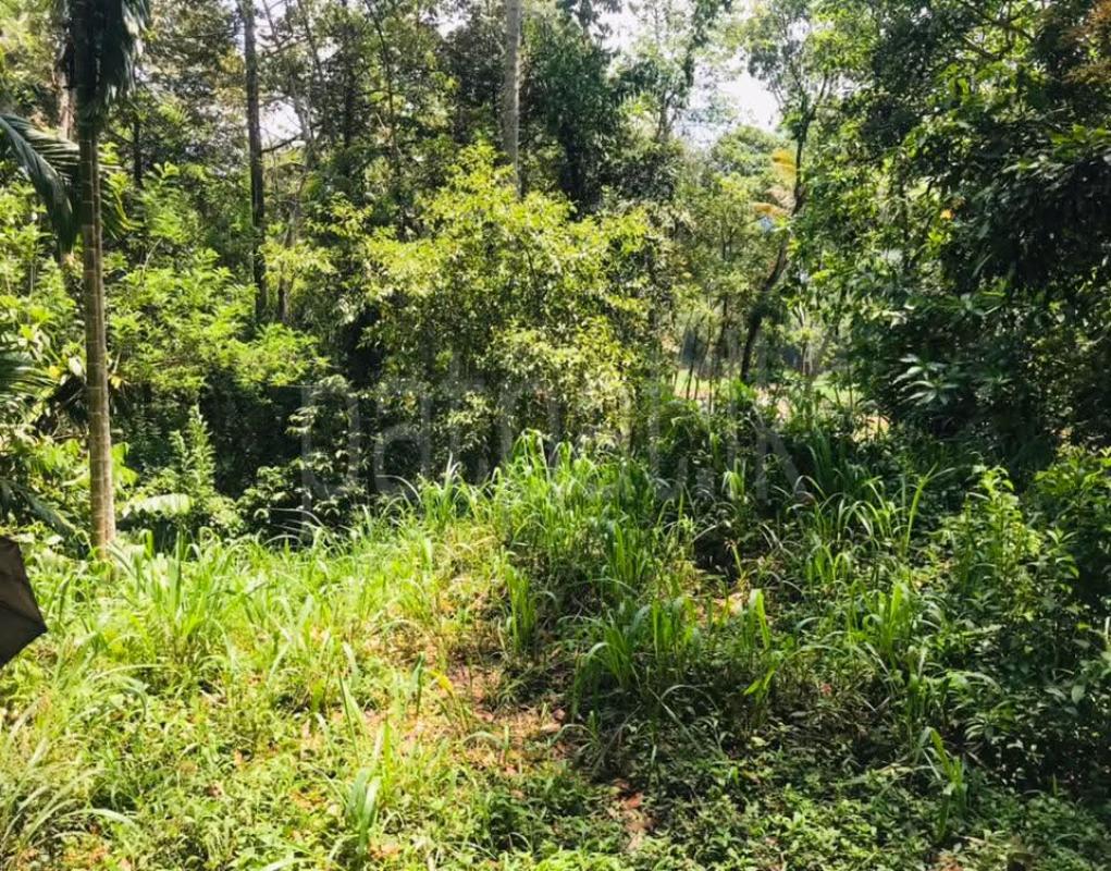 Agricultural Land for Sale in Gampola