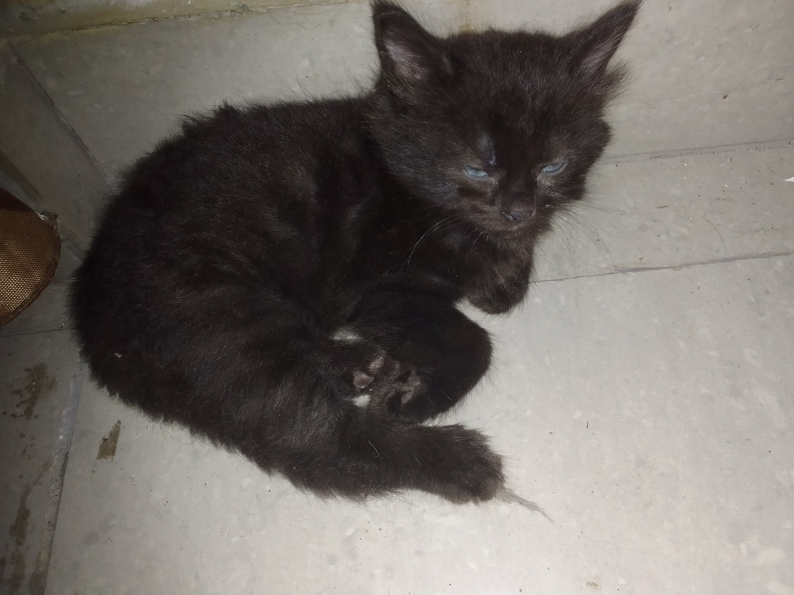 KITTENS