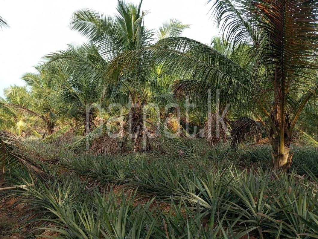Agricultural Land for Sale in Divulapitiya