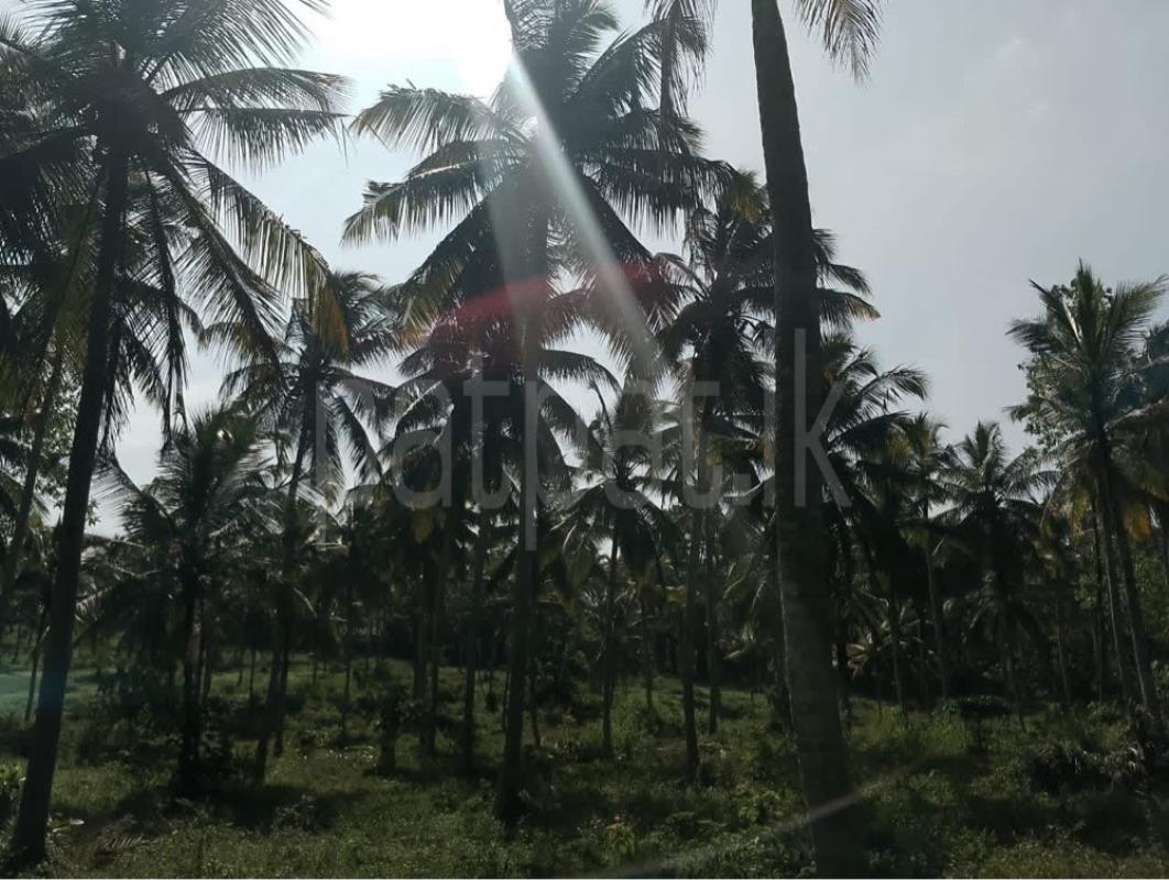 Agricultural Land for Sale in Gampaha