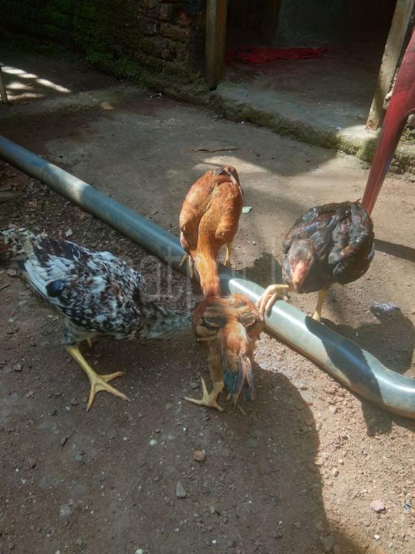 4 Sri Lanka hens ads-image-1