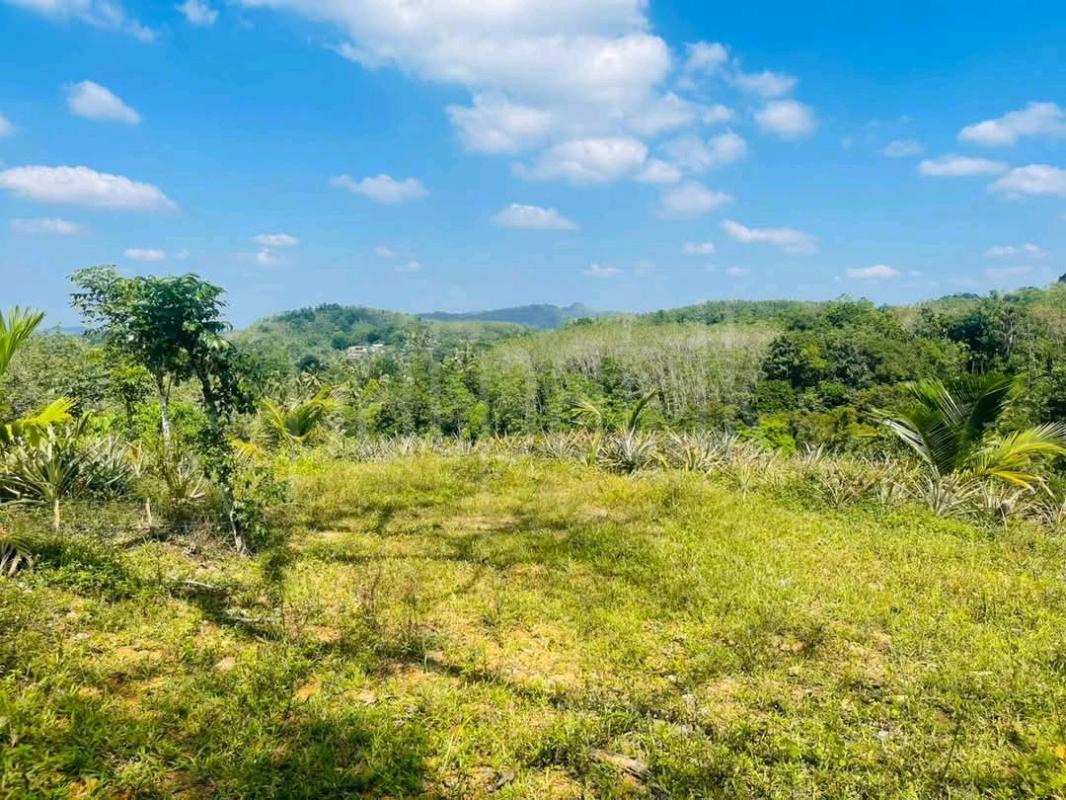 Agricultural Land for Sale in Akuregoda