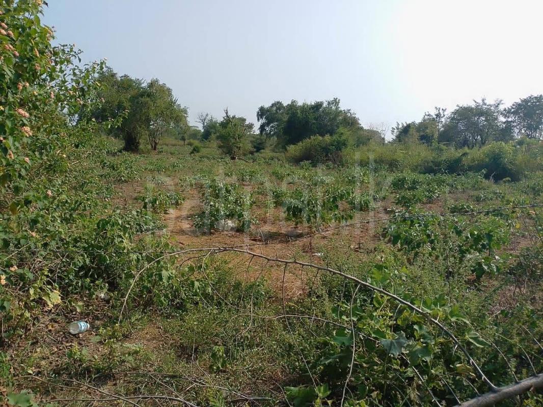 Agricultural Land for Sale in Kiriibbanwewa ads-image-1