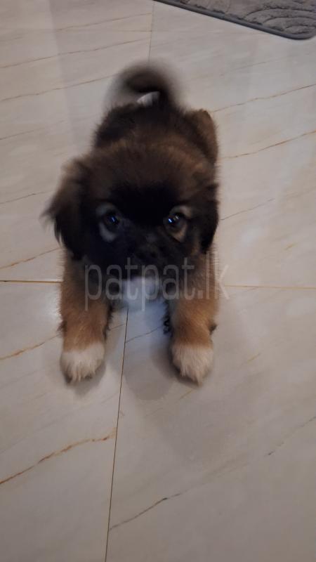 Shih tzu