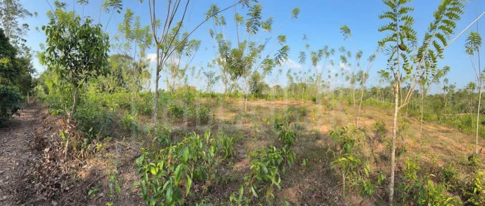 Agricultural Land for Sale in Elpitiya