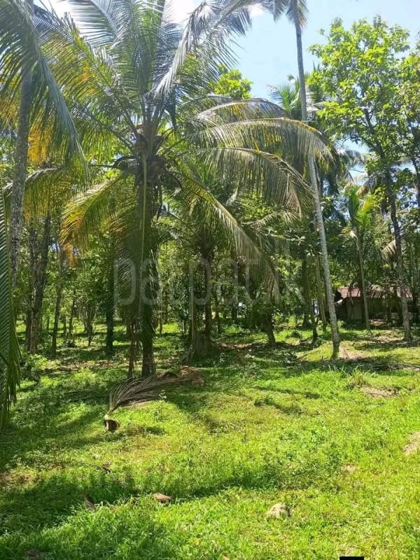 Commercial Land for Sale in Ratnapura ads-image-1