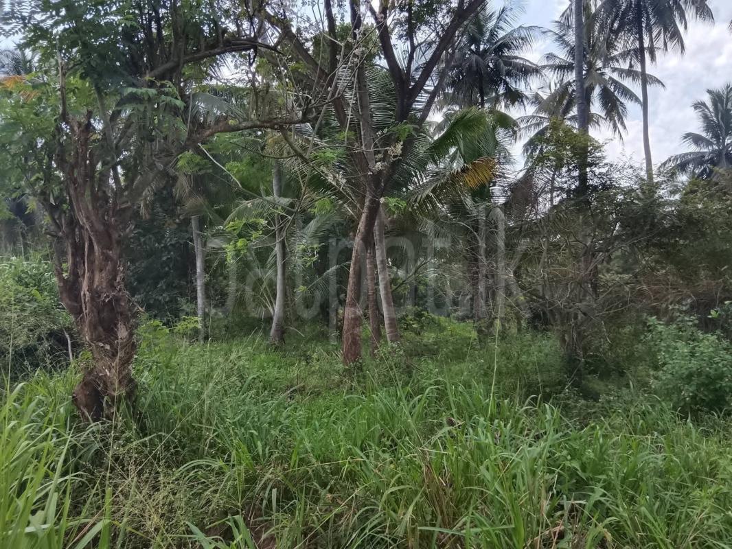 Agricultural Land for Sale in Gallewa