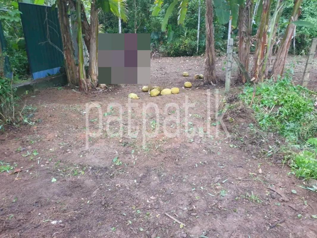 Agricultural Land for Sale in Hunupitiya