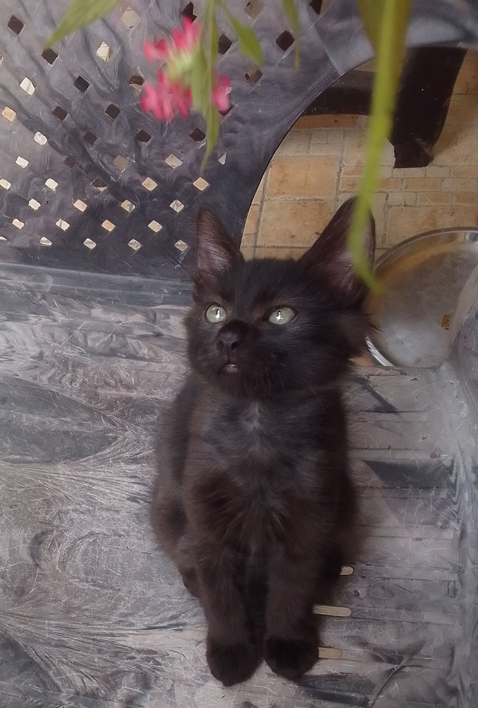 KITTENS
