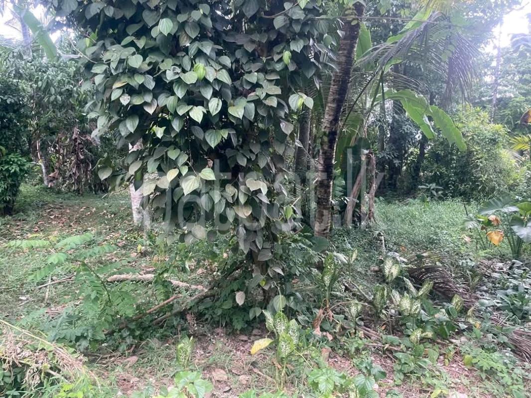 Agricultural Land for Sale in Pamunugama