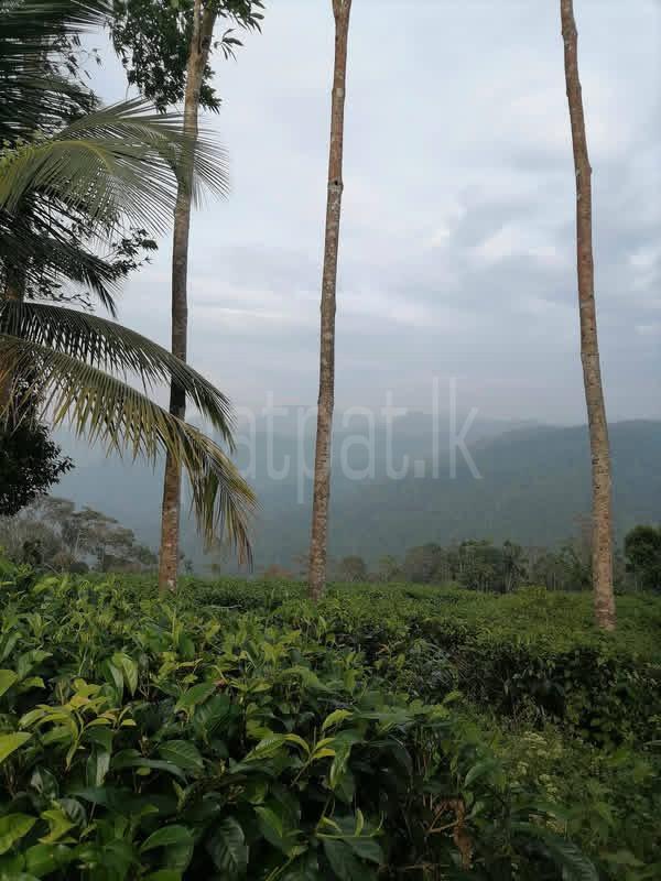 Agricultural Land for Sale in Deniyaya