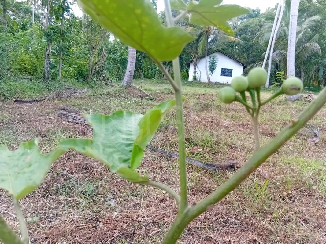 Agricultural Land for Sale in Maho