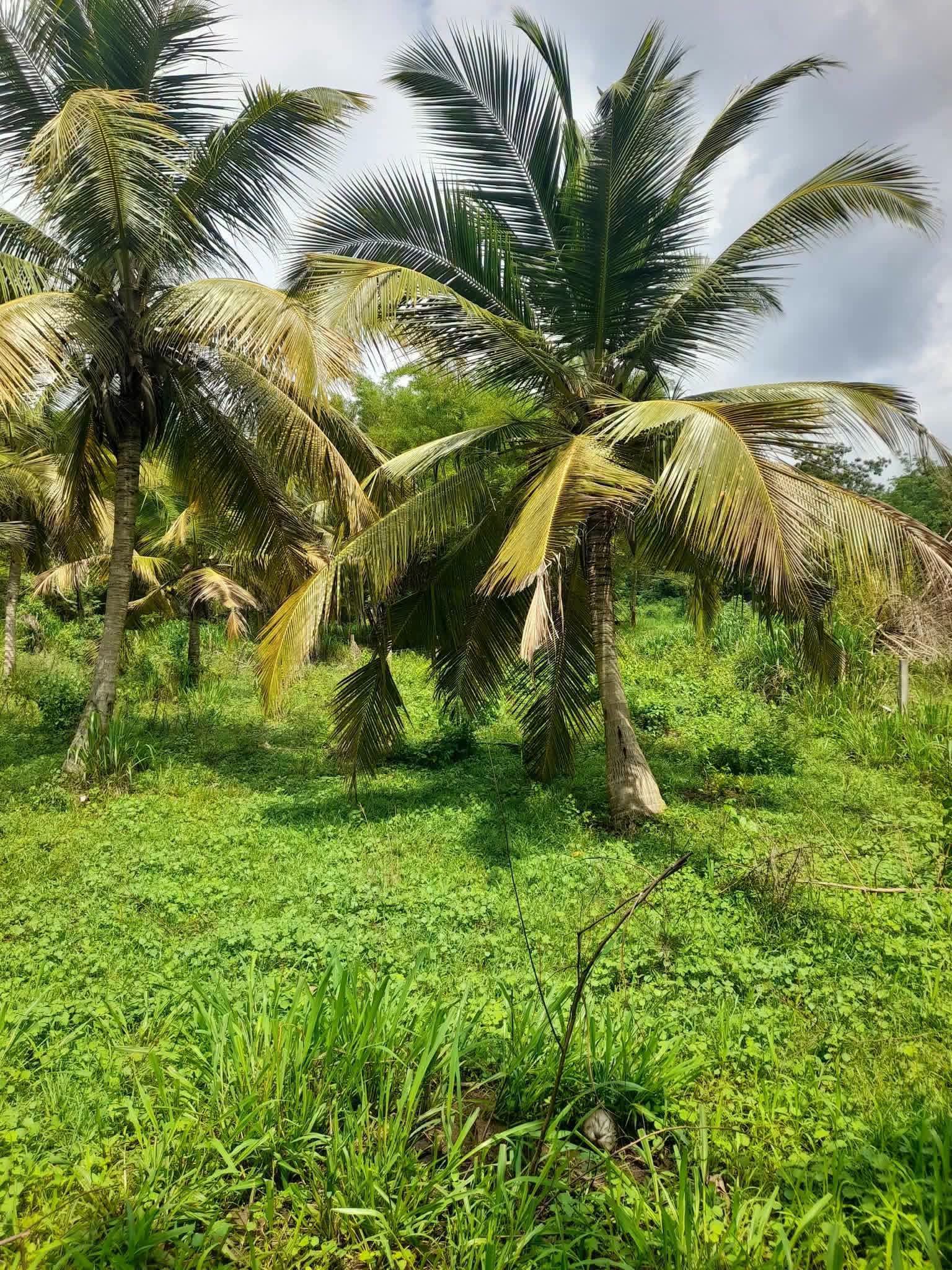 Agricultural Land for Sale in Beliatta ads-image-1