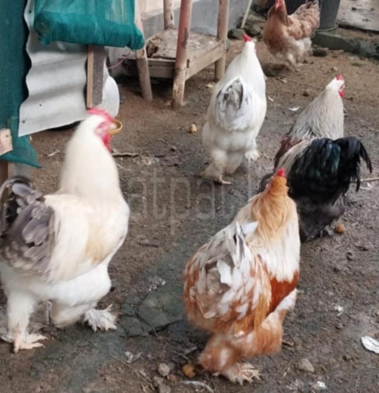 Advertisement image 2