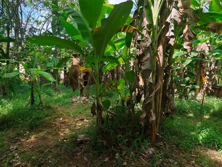 Commercial Land for Sale in Mirigama