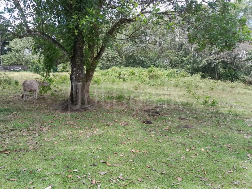 Agricultural Land for Sale in Mawathagama ads-image-1