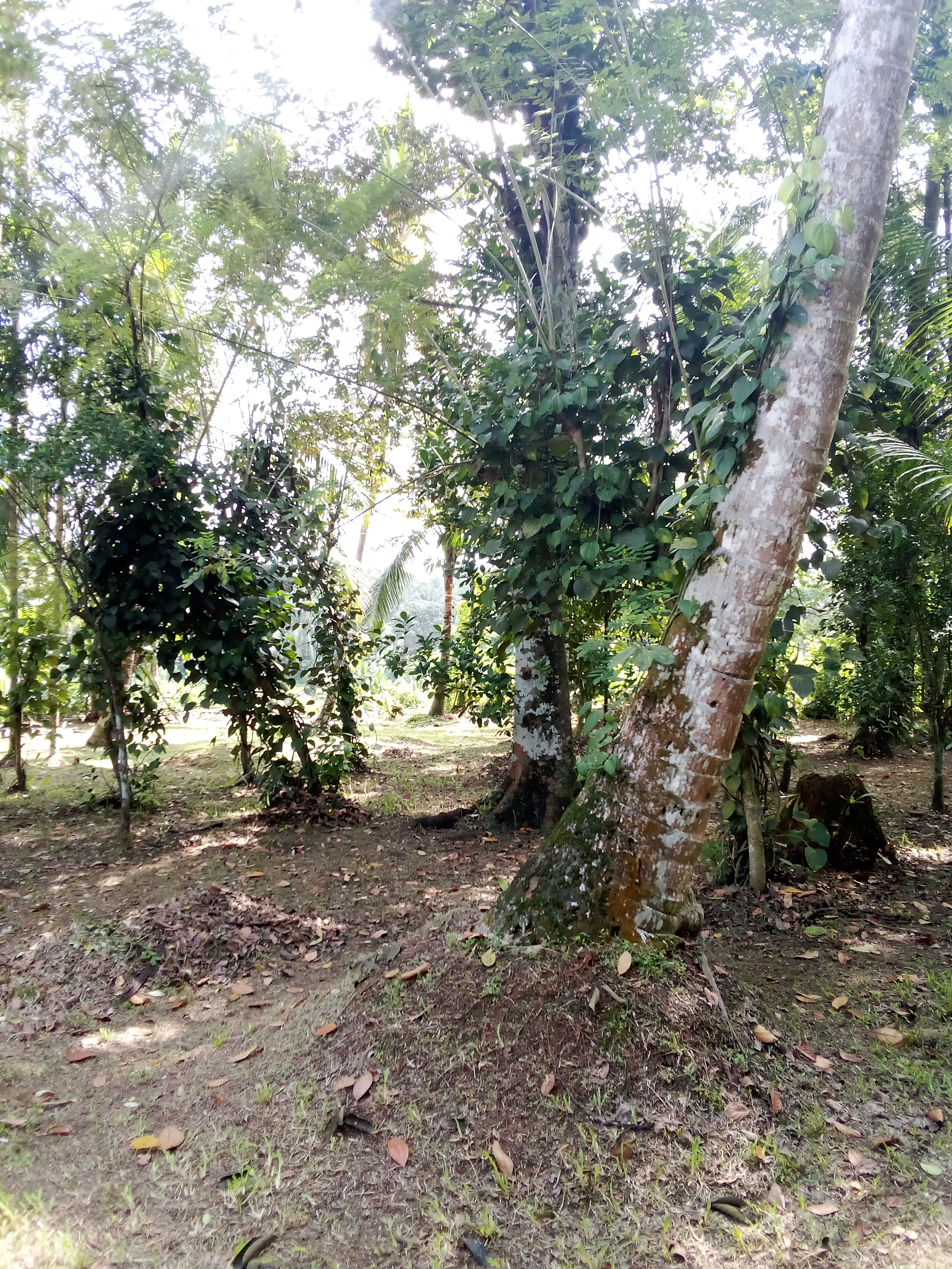 Commercial Land for Sale in Kosgama